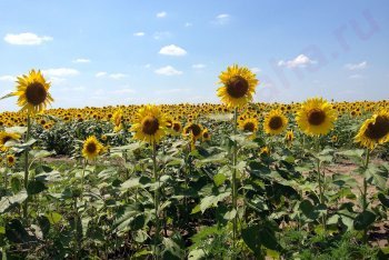 Краснодарский край, отдых в России, Россия, подсолнуховое поле