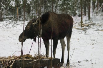 Кострома, лосиная ферма