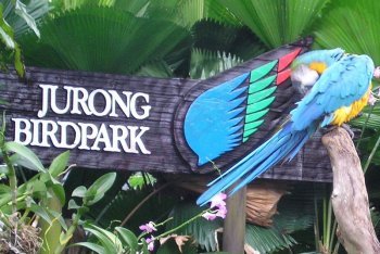 Сингапур, парк птиц Джуронг (Jurong Birdpark)
