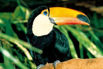 Сингапур, большой тукан