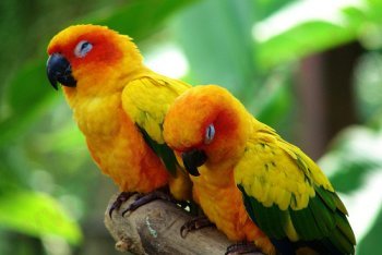 Сингапур, попугай Аратинга