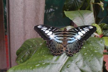 остров Сентоза фото (Сингапур)