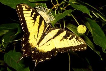 Сентоза отдых (Сингапур)