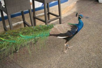 остров Сентоза отдых (Сингапур)