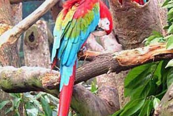 путёвки на Сентозу