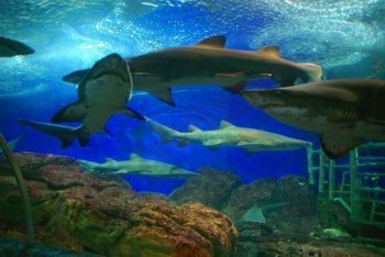 туры на Сентозу (Сингапур)