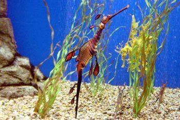 Сентоза путешествие (Сингапур)