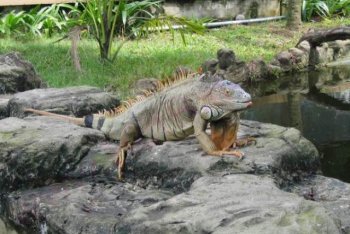 Сентоза поездка (Сингапур)