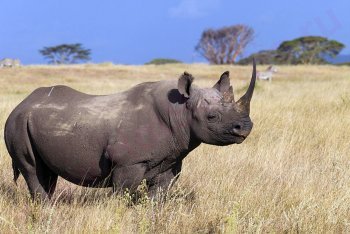 Чёрный носорог, Танзания, туры в Танзанию