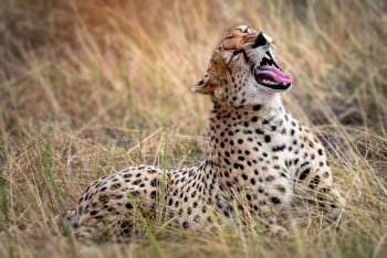 Гепард, Танзания, туры в Танзанию