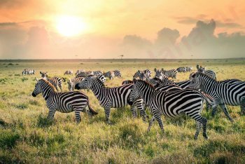 Зебры, Танзания, туры в Танзанию