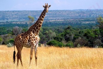 Жираф, Танзания, туры в Танзанию