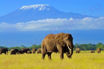Слон, Танзания, туры в Танзанию