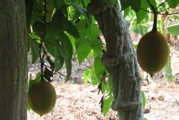 путёвки в Таиланд