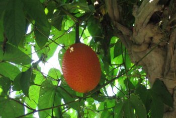 Таиланд, отдых в Таиланде