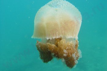 фото Ко-Чанг, фотографии Ко-Чанг (Таиланд)