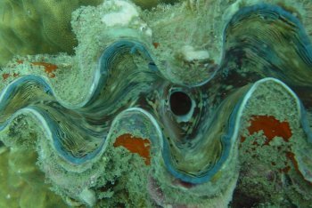 отдых на Ко-Чанге (Таиланд)