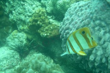 туризм Ко-Чанг (Таиланд)