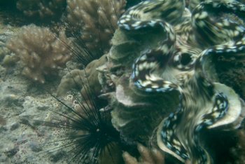 Ко-Чанг путешествие (Таиланд)