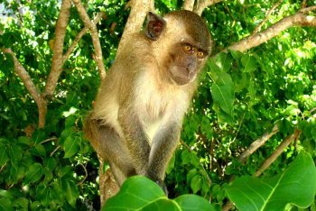 туризм Пхи-Пхи (Таиланд)