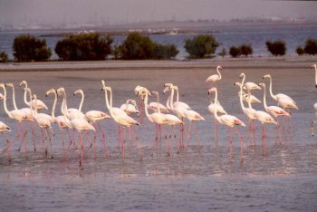 Дубай отпуск (ОАЭ)