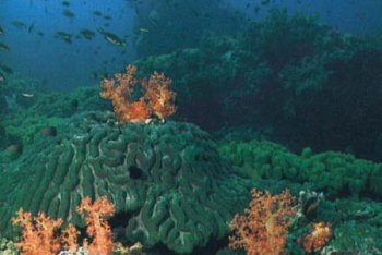 Фуджейра (ОАЭ), туры в Фуджейру, отдых в Фуджейре