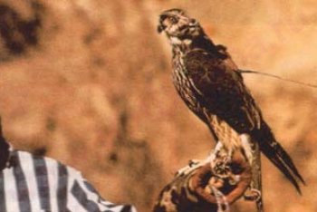 Шарджа туры (ОАЭ)