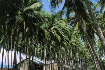 Вьетнам, Фан Тьет